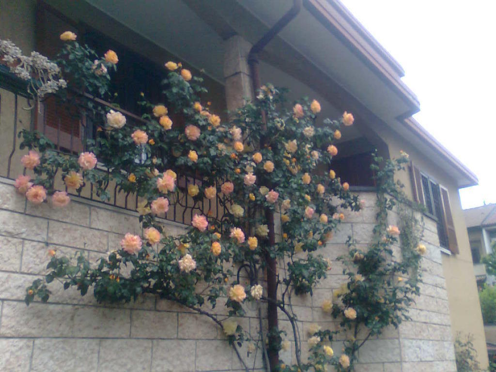 Le Magnolie B&B Bussero Exterior foto